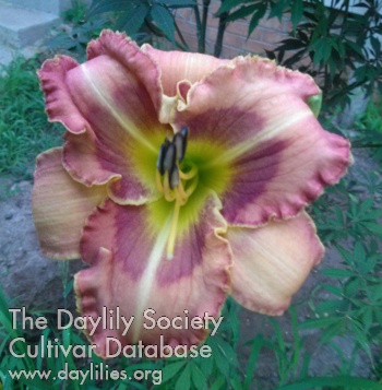 Daylily Nonnie's Lucky Penny